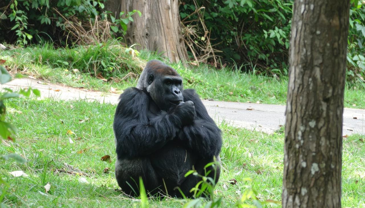 Gorilla