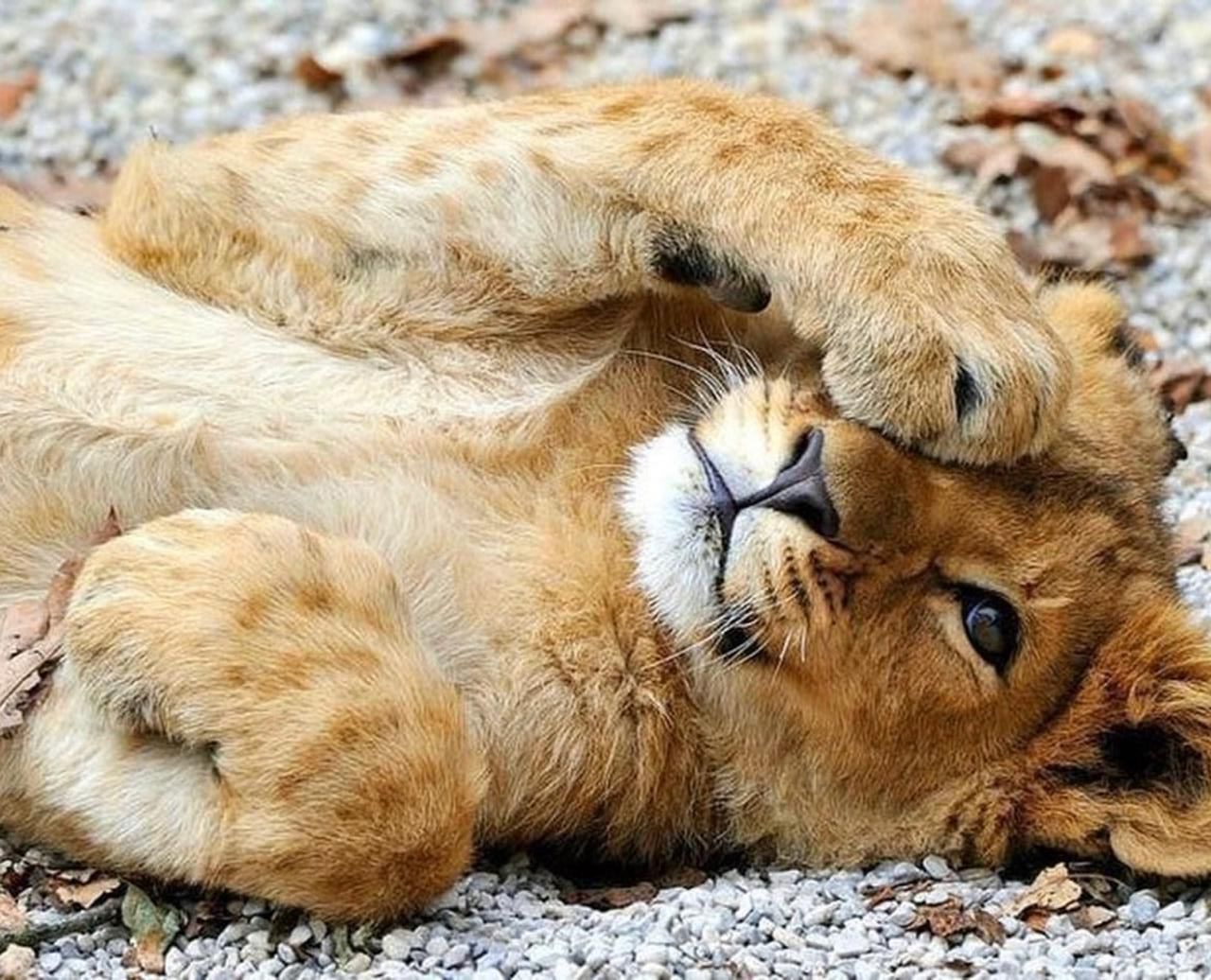 Safari