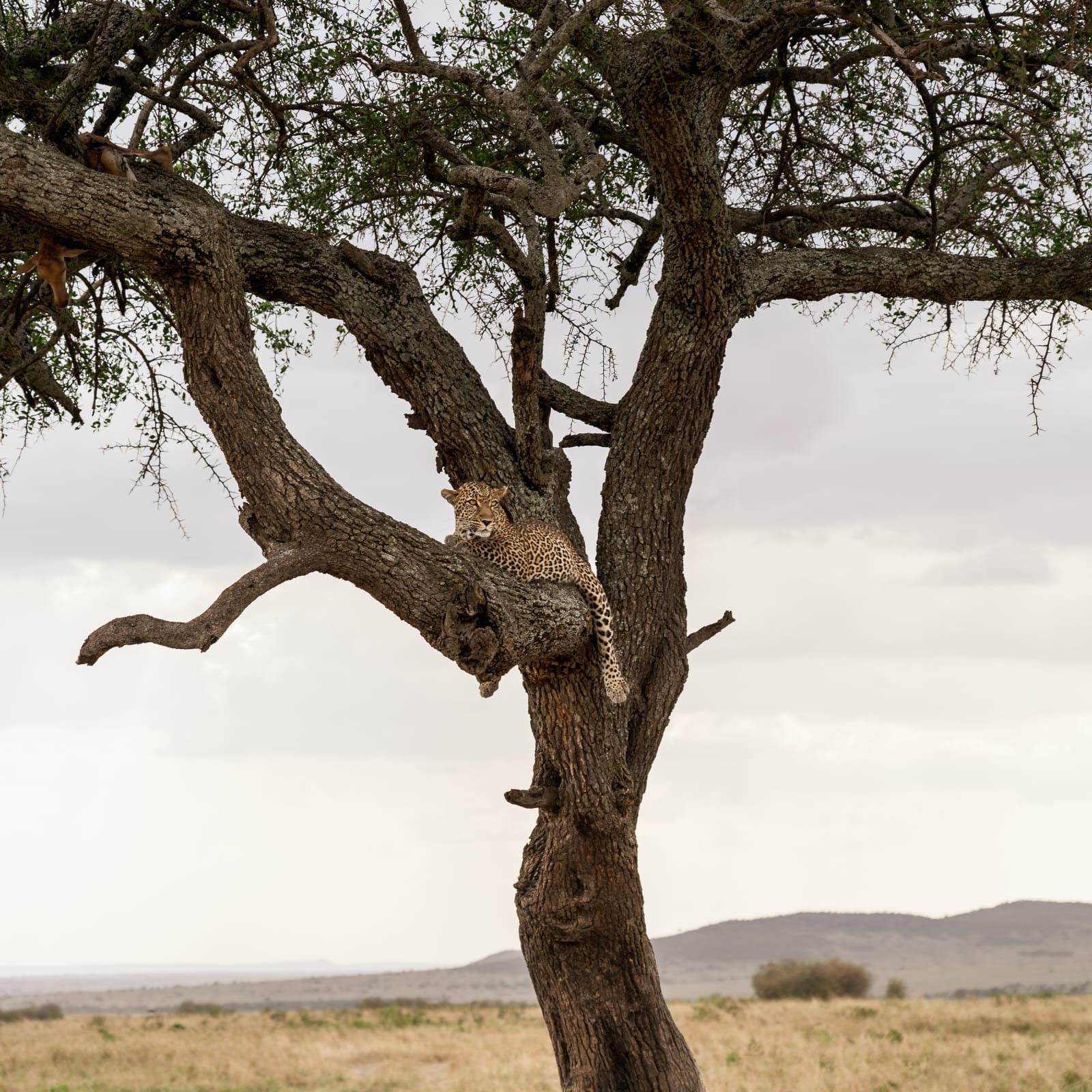Safari Tour East Africa
